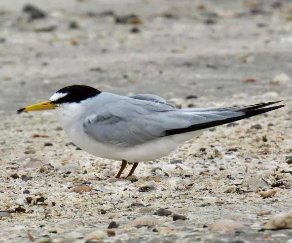 Least Tern - Photo by Van Remsen