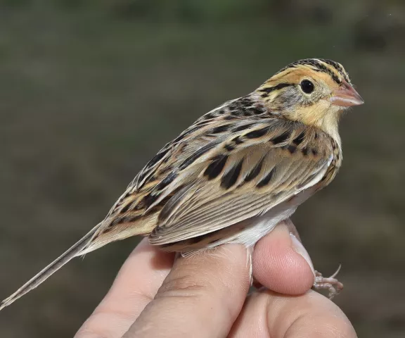 LeConte's Sparrow - Photo by Erik Johnson