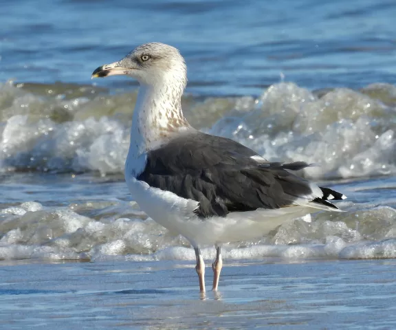 Lesser Black-backed Gull - Photo by Van Remsen