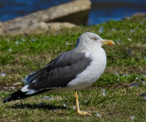 Lesser Black-backed Gull - Photo by Van Remsen