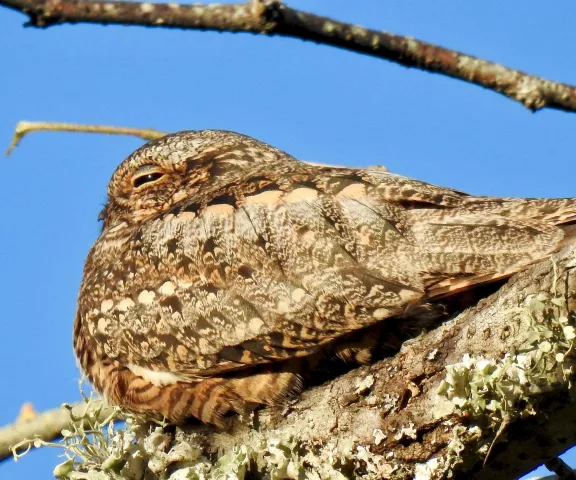 Lesser Nighthawk - Photo by Van Remsen