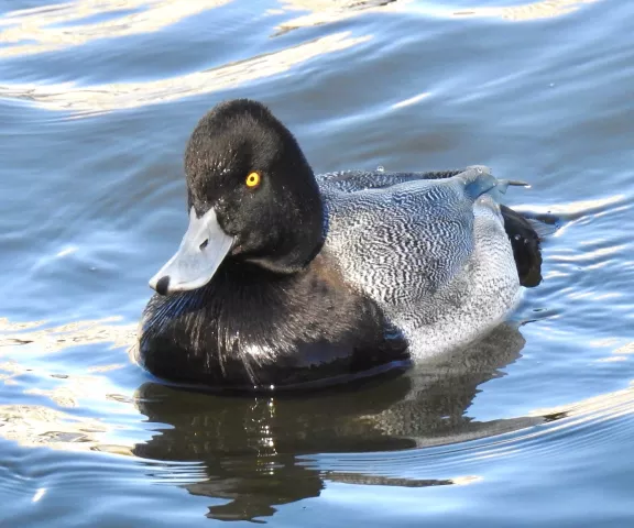 Lesser Scaup - Photo by Van Remsen