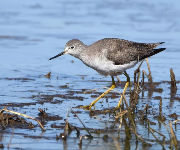 Lesser Yellowlegs - Photo by Erik Johnson