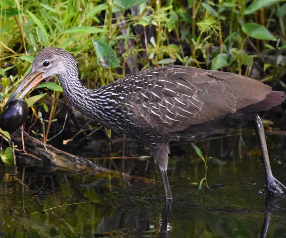 Limpkin - Photo by Erik Johnson