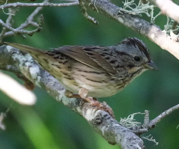 Lincoln's Sparrow - Photo by Brad Price