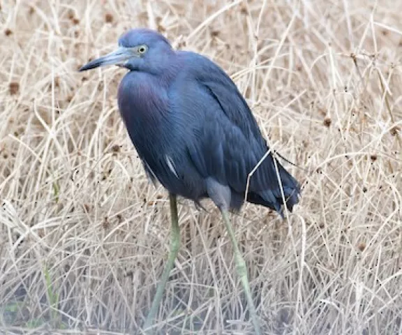 Little Blue Heron - Photo by Ruth Cronan