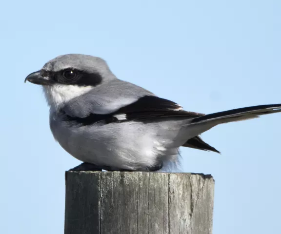 Loggerhead Shrike - Photo by Erik Johnson