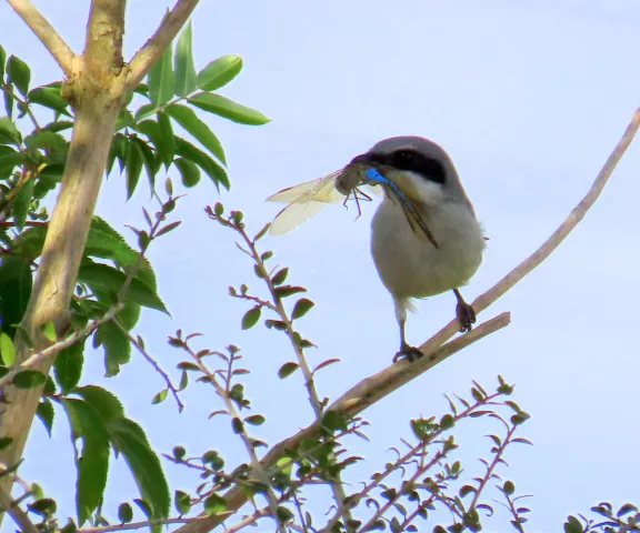 Loggerhead Shrike - Photo by Vicki Sensat