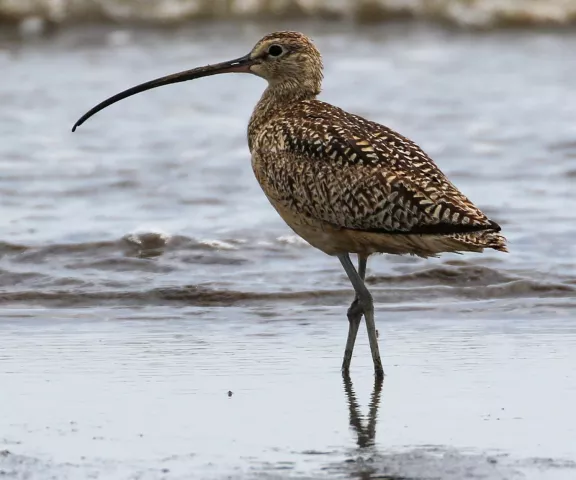 Long-billed Curlew - Photo by Brad Price