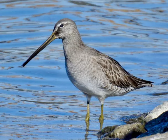 Long-billed Dowitcher - Photo by Van Remsen