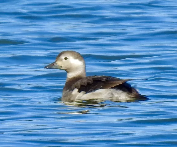 Long-tailed Duck - Photo by Van Remsen