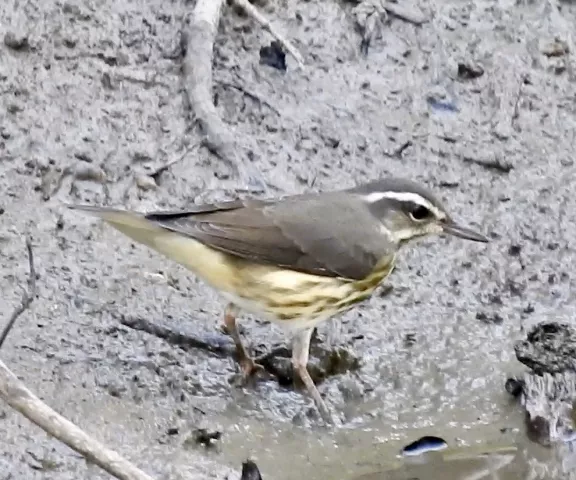 Louisiana Waterthrush - Photo by Van Remsen