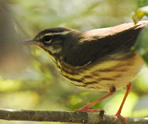 Louisiana Waterthrush - Photo by Van Remsen