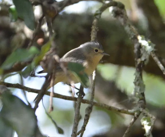 Lucy's Warbler - Photo by Van Remsen