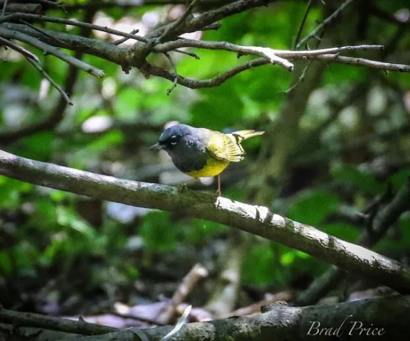 MacGillivray's Warbler - Photo by Brad Price