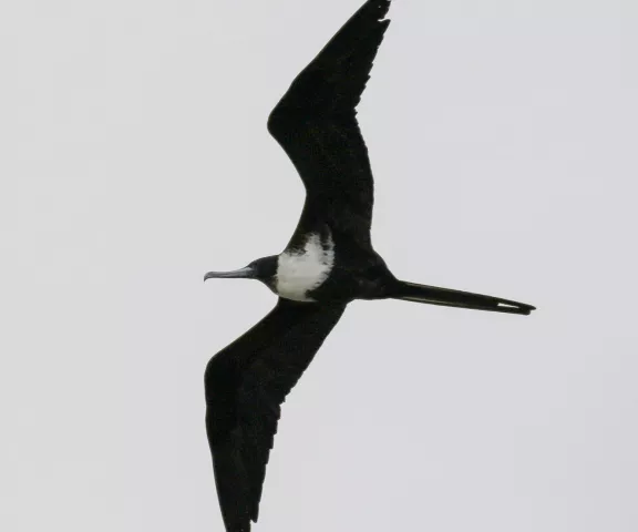 Magnificent Frigatebird - Photo by Brad Price