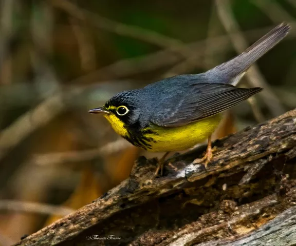 Magnolia Warbler - Photo by Tom Finnie