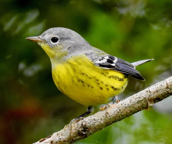 Magnolia Warbler - Photo by Van Remsen