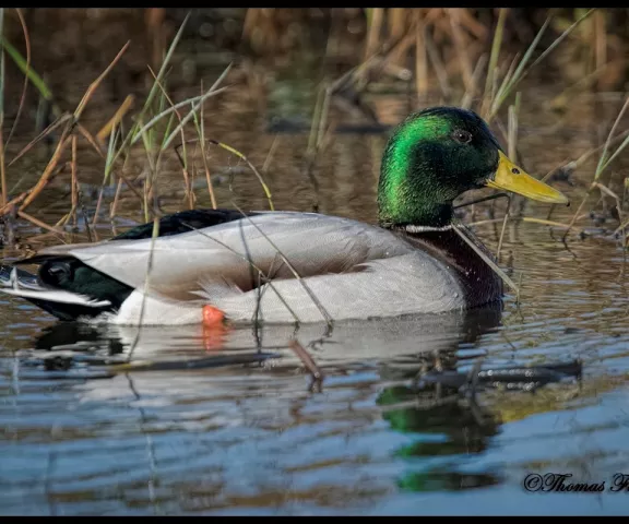 Mallard - Photo by Tom Finnie