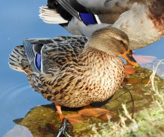 Mallard - Photo by Van Remsen