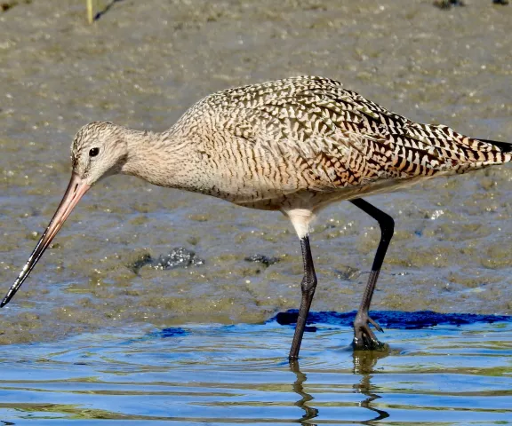 Marbled Godwit - Photo by Van Remsen