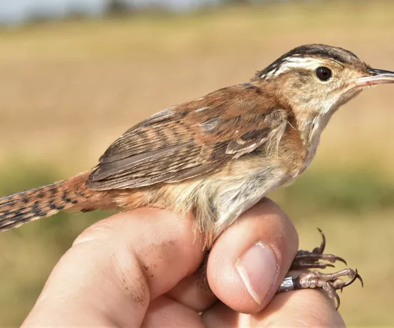 Marsh Wren - Photo by Erik Johnson