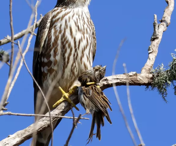 Merlin - Photo by Vicki Sensat