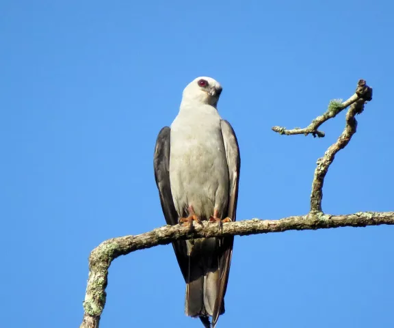 Mississippi Kite - Photo by Vicki Sensat