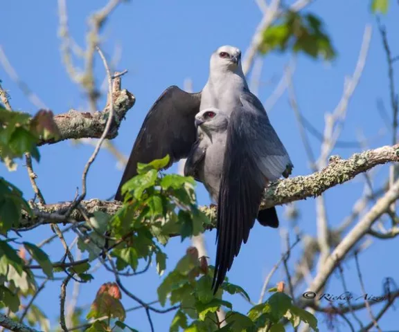 Mississippi Kites - Photo by Rickey Aizen