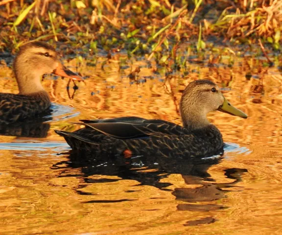 Mottled Duck - Photo by Van Remsen