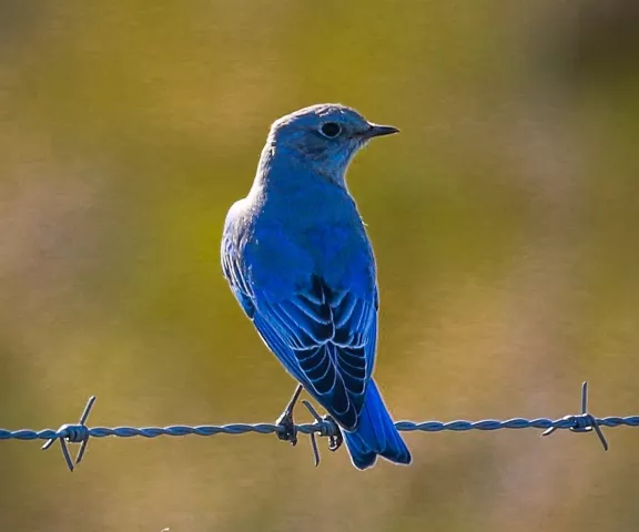 Mountain Bluebird - Photo by Brad Price