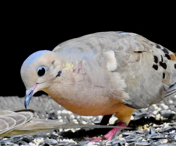 Mourning Dove - Photo by Van Remsen