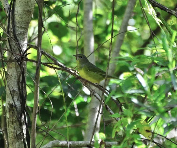 Mourning Warbler - Photo by Matt Conn