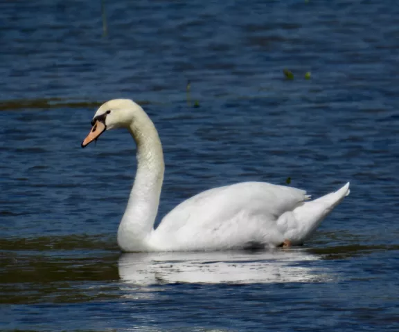 Mute Swan - Photo by Van Remsen