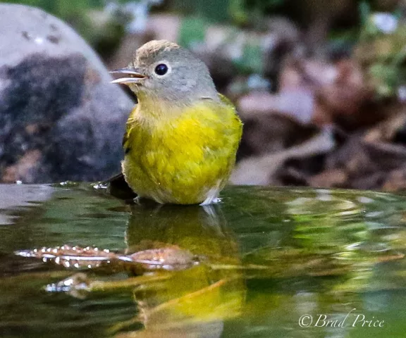 Nashville Warbler - Photo by Brad Price