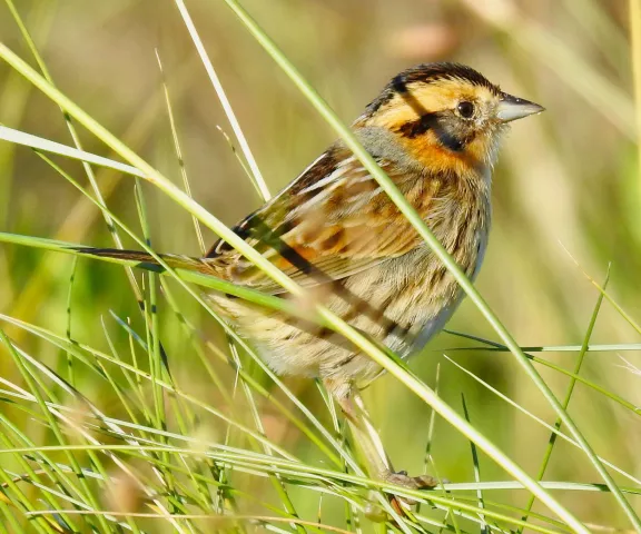 Nelson's Sparrow - Photo by Van Remsen