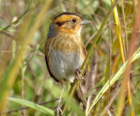 Nelson's Sparrow - Photo by Van Remsen