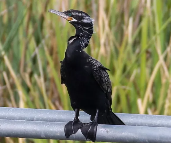 Neotropic Cormorant - Photo by Brad Price