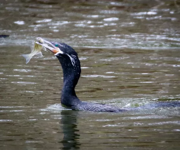 Neotropic Cormorant - Photo by Brad Price