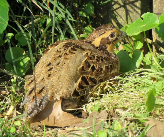 Northern Bobwhite - Photo by Vicki Sensat