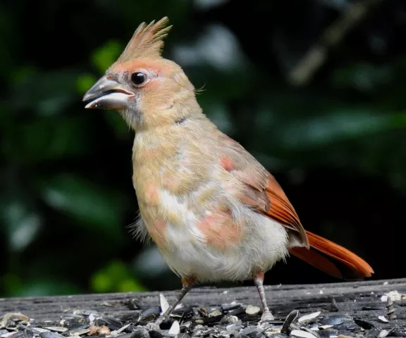 Northern Cardinal - Photo by Van Remsen