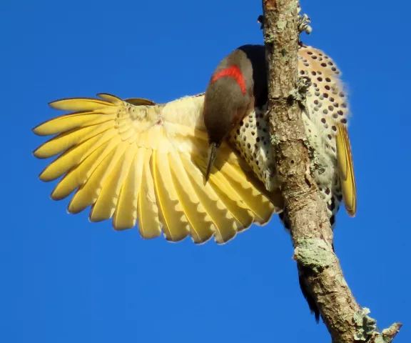 Northern Flicker - Photo by Vicki Sensat