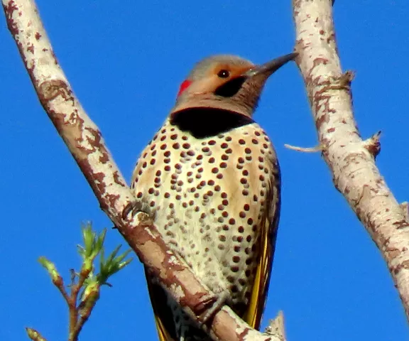 Northern Flicker - Photo by Vicki Sensat