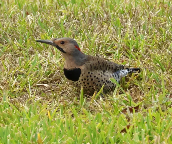 Northern Flicker - Photo by Vicki Sensat