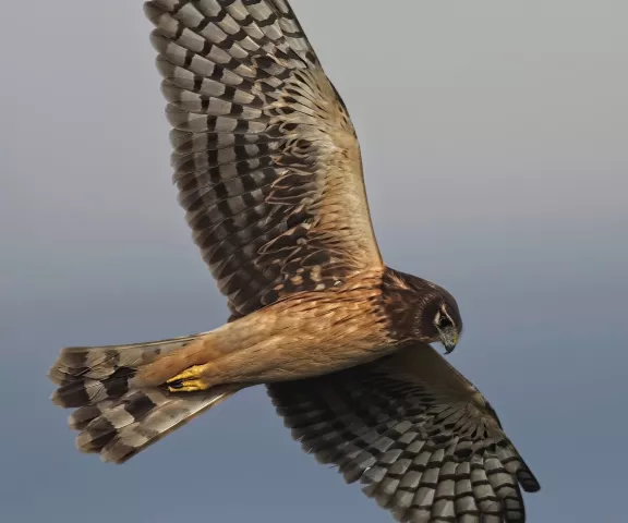 Northern Harrier - Photo by Tom Finnie