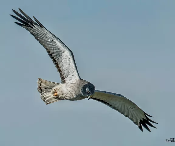 Northern Harrier - Photo by Tom Finnie