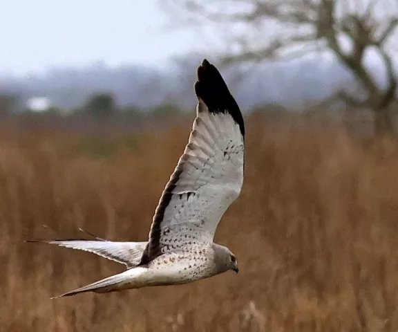 Northern Harrier (male) - Photo by Vicki Sensat