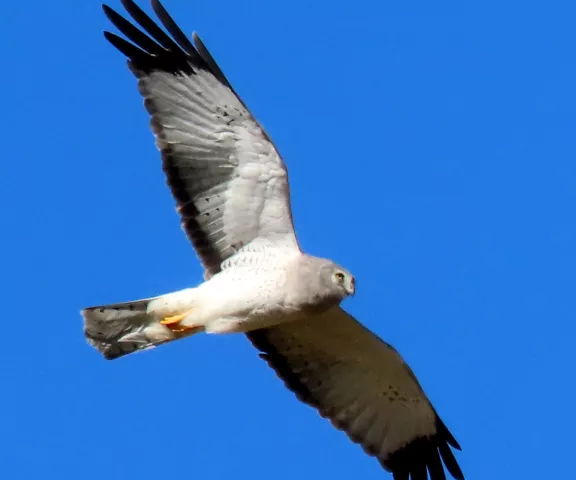 Northern Harrier (male) - Photo by Vicki Sensat