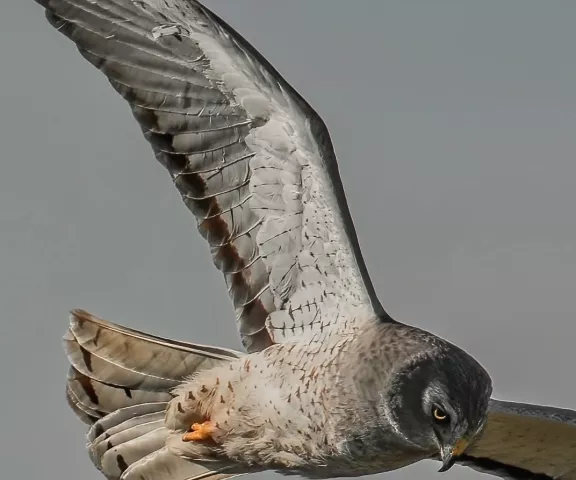 Northern Harrier - Photo by Tom Finnie