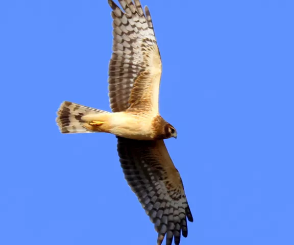 Northern Harrier - Photo by Vicki Sensat